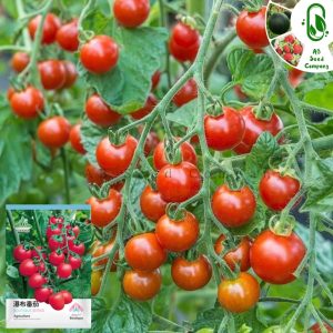 চেরি টমেটো বীজ- AB Seed