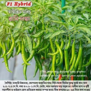 হাইব্রিড মরিচ