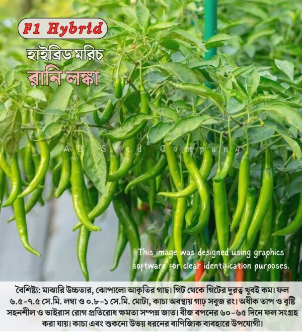 হাইব্রিড মরিচ