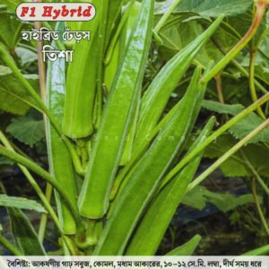 হাইব্রিড ঢেঁড়স