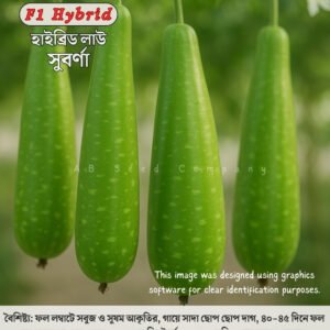 হাইব্রিড লাউ, সুবর্ণা ( ১০ গ্রাম / ৫০-৬০ বীজ ) বৈশিষ্ট্য: ফল লম্বাটে সবুজ ও সুষম আকৃতির, গায়ে সাদা ছোপ ছোপ দাগ, ৪০-৪৫ দিনে ফল সংগ্রহযোগ্য, গড় ওজন ২.৫-৩ কেজি, দৈর্ঘ্য ৪০-৪৫ সেমি, খেতে নরম ও সুস্বাদু।
