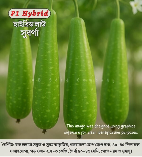 হাইব্রিড লাউ, সুবর্ণা ( ১০ গ্রাম / ৫০-৬০ বীজ ) বৈশিষ্ট্য: ফল লম্বাটে সবুজ ও সুষম আকৃতির, গায়ে সাদা ছোপ ছোপ দাগ, ৪০-৪৫ দিনে ফল সংগ্রহযোগ্য, গড় ওজন ২.৫-৩ কেজি, দৈর্ঘ্য ৪০-৪৫ সেমি, খেতে নরম ও সুস্বাদু।