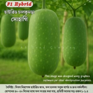 হাইব্রিড চালকুমড়া
