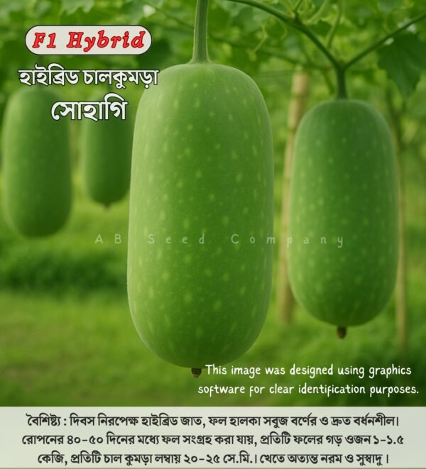 হাইব্রিড চালকুমড়া