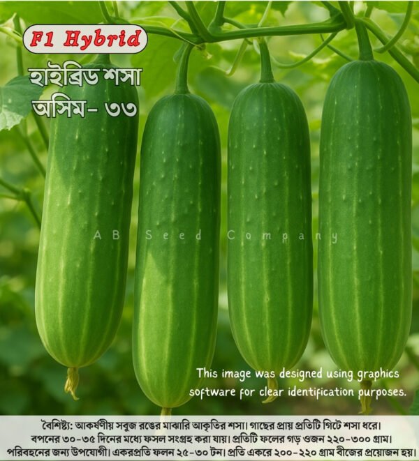 হাইব্রিড শসা