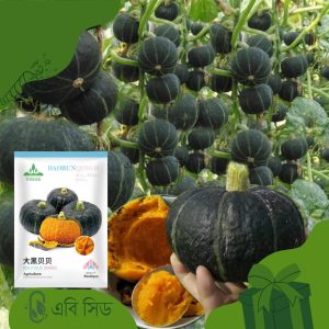 Japanese Pumpkin Seeds AB Seed