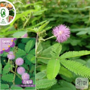 Mimosa pudica