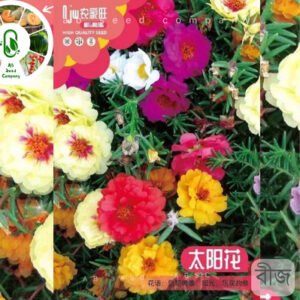 Portulaca