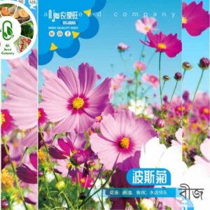 Cosmos Flower