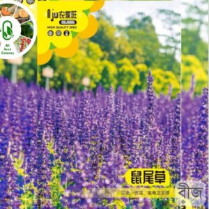 Salvia