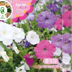 Petunia / Long vine morning glory