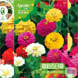 Zinnia