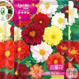 Dahlia Mix (ডালিয়া মিক্স)