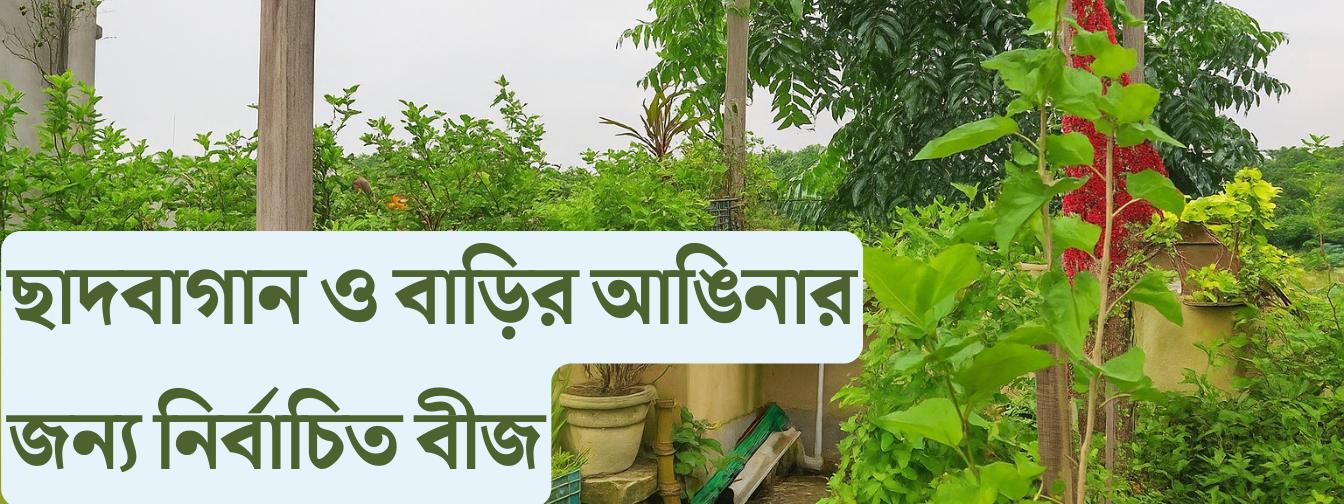 ছাদবাগান ও বাড়ির আঙিনার জন্য নির্বাচিত সকল বীজ AB Seed