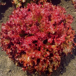 Italian Lettuce Seed, ইতালিয়ান লাল লেটুস (আনুমানিক ২০০+ বীজ)