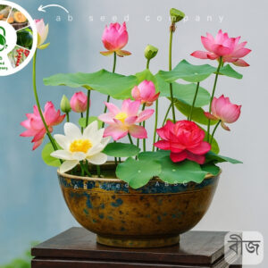 পদ্ম ফুলের বীজ ABSC