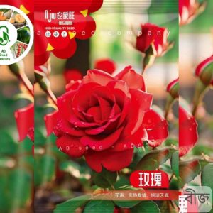 লাল গোলাপ