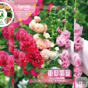 Double Petal Hollyhock