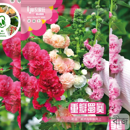 Double Petal Hollyhock