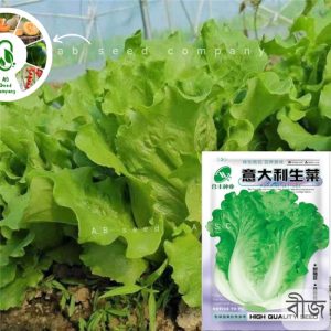 Italian Lettuce Seed