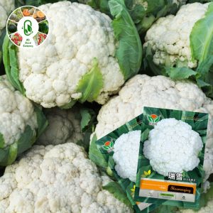 ফুলকপি (২০০ বীজ) আমদানিকৃত একটি জাত
