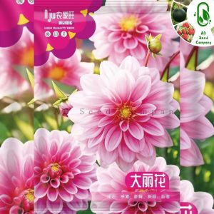 ডাহলিয়া ফুল