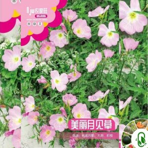 পিঙ্ক ইভনিং প্রাইমরোজ