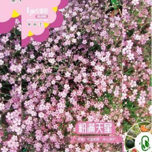 পিঙ্ক জিপসোফিলা