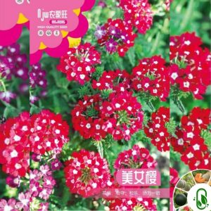 বিউটি শাকুরা