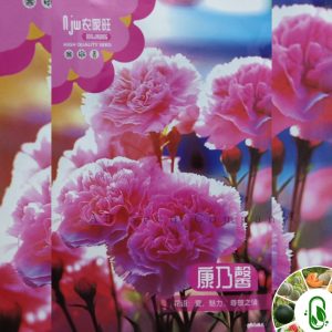 কার্নেশন ফুল