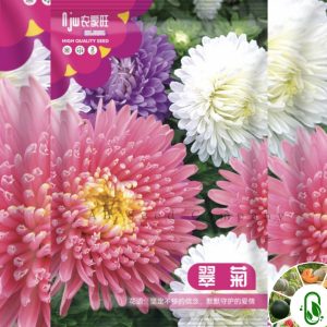 অ্যাস্টার ফুল