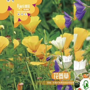 ক্যালিফোর্নিয়া পপি ফুল