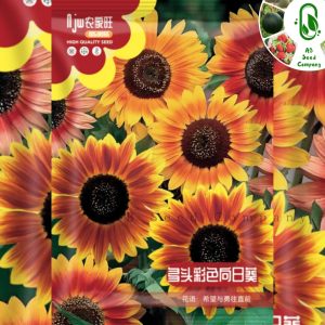 সূর্যমুখী