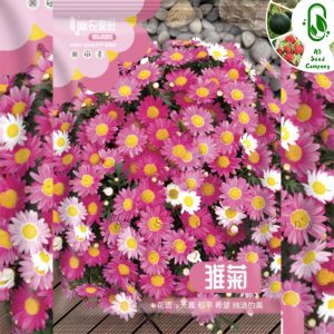 পিঙ্ক ডেইজি