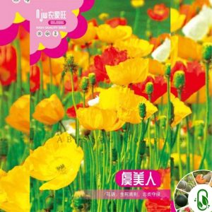 AB Seed (পপি ফুল)