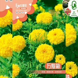 গাঁদা ফুল