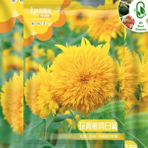 টেডি বেয়ার সূর্যমুখী