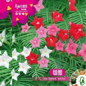 তারকা ফুল