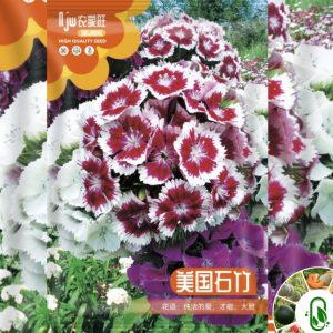 আমেরিকান ডায়ানথাস