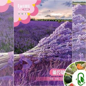 ল্যাভেন্ডার