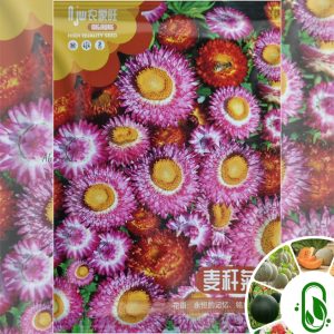 স্ট্রোফ্লাওয়ার