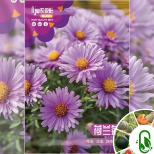 পার্পল অ্যাস্টার