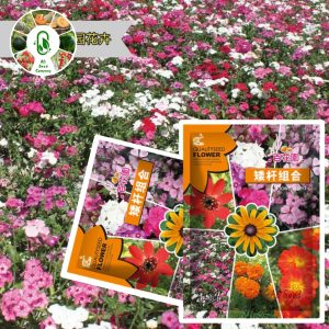 সাত প্রকার ফুলের মিক্সড কম্বো (আনুমানিক ৩০০ বীজ- পরীক্ষিত ১৭ নভেম্বর) কম্বো নং- ০১ (অ্যাডোনিস, ব্লাক-আইড সুশান, সালফার রেড কসমস, হিসপানিকা, ভিনকা, ফ্লোক্স ও গাঁদা ফুল)