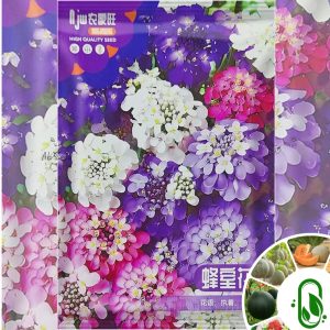 ক্যান্ডিটাফট ফুল