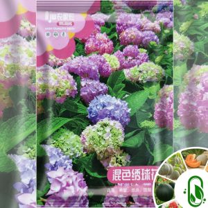 হাইড্রাঞ্জিয়া