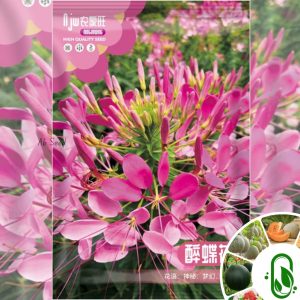 স্পাইডার বা বাটারফ্লাই ফুল