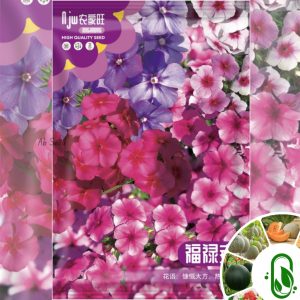 ফ্লোক্স ফুল