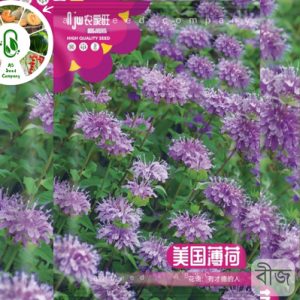 Bergamot - মৌমাছি-মুগ্ধ সুগন্ধী ফুল ( আনুমানিক ১ হাজার বীজ ) রঙ, গন্ধ ও গঠন — সব মিলিয়ে একেবারে বাগানের প্রাণ।